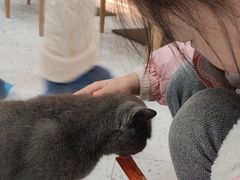 -喵园·猫主题咖啡厅·撸猫·猫咖(国贸店)