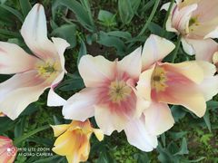 -石家庄市植物园