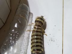 -海盗餐厅