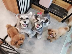 -小尾巴宠物店(万科·金域华庭店)