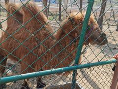 -大连铭湖国际观光牧场