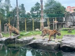 -上海野生动物园