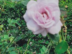 -广西壮族自治区药用植物园