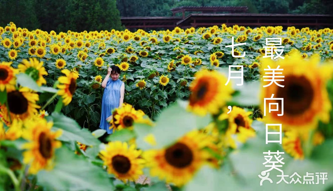 7月与向日葵