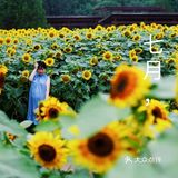 7月与向日葵