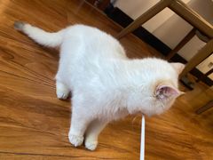 -猫爪屋猫咖(乐汇城店)