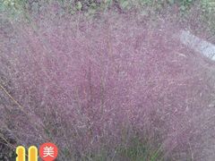 -武清南湖绿博园