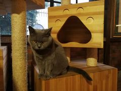 -more than meow吴止猫主题餐厅(承德 中船汇店)