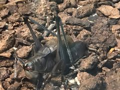 -上海昆虫博物馆