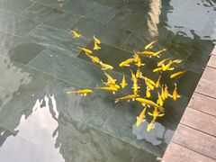 -觀芷隐轩