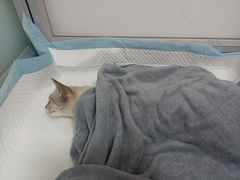 -灵美宠物诊所