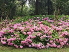 -上海滨江森林公园