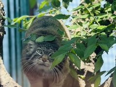 -青藏高原野生动物园