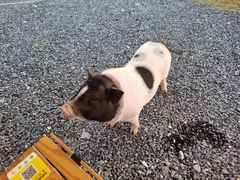 -常州淹城野生动物世界