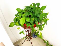 -痘博士天津·全国连锁祛痘机构