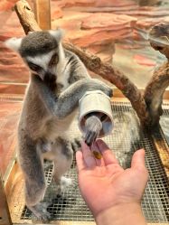 -Zoolung Zoolung动物主题公园(海信广场店)