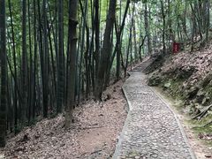 -上海佘山国家森林公园天马山园