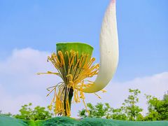 -莲花池公园