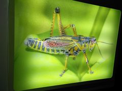 -上海昆虫博物馆