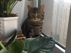 -瑞派雷欧宠物医院·24h夜诊·心脏骨科牙科·全科重症转诊中心(无影山店)