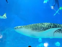 -烟台海昌鲸鲨海洋公园