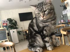 -平行世界·猫咖(首经贸店)
