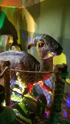 -恐龙探索乐园(磁器口店)