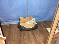 -翊宠yipet猫狗购宠庄园犬舍•猫舍