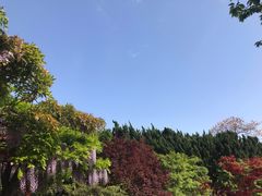 -嘉定紫藤园
