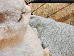 -豆逗聊愈猫阁Easy Life