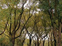 -昆山城市生态森林公园