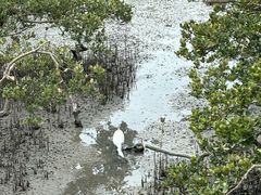 -北海金海湾红树林生态旅游区