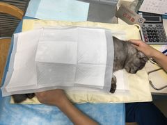-瑞派·关忠动物医院·猫专科·犬专科(三环新城店)