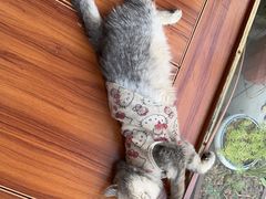 -楼上猫咖(罗湖店)