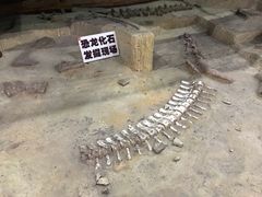 -吉林省自然博物馆