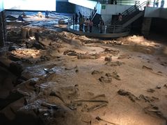 -自贡恐龙博物馆