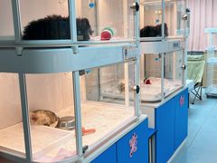 -翊宠yipet猫狗购宠庄园犬舍•猫舍