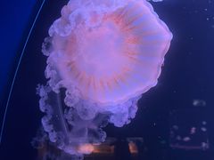 -欢乐海岸海洋奇梦馆