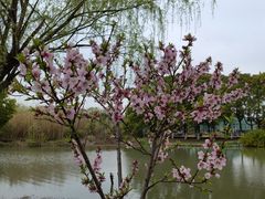-沙家浜风景区