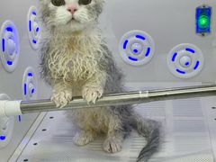 -爱洗澡的猫(天河路店)