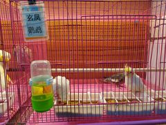 -武汉花鸟市场