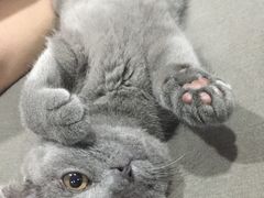 -爱宠屋pet shop·宠物洗澡·宠物美容