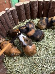 -Zoolung Zoolung动物主题公园(海信广场店)