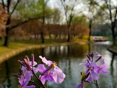 -上海共青森林公园