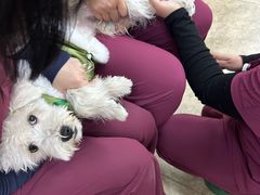 -美联众合动物医院·24h转诊中心