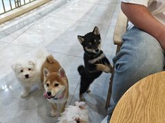 -柴犬小屋·柴餐厅·狗咖食堂(金鼎广场店)