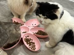 -楼上猫咖(罗湖店)