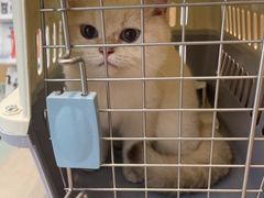 -瑞派·关忠动物医院·猫专科·犬专科(三环新城店)