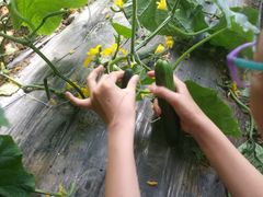 -万源龙顺度假庄园生态观光园