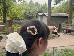 -都江堰中华大熊猫苑